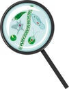 Protozoa Paramecium caudatum, Amoeba proteus, Chlamydomonas, Euglena viridis, green algae Chlorella, Spirogyra